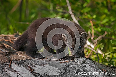 Young Fisher (Martes pennanti) Sniffing Stock Photo