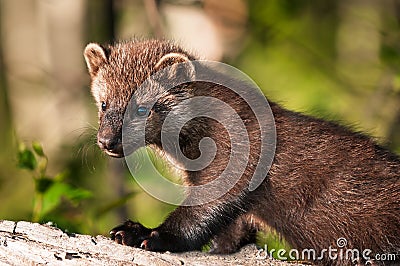 Young Fisher (Martes pennanti) Stands on Log Stock Photo