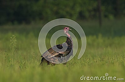 Young florida turkey walking in prairie Stock Photo