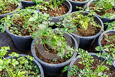 Young flower garden plant Stock Photo