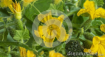 Young flowering cucumber plant with yellow flowers Stock Photo