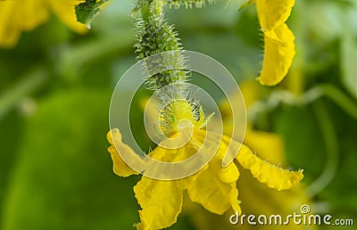 Young flowering cucumber plant with yellow flowers Stock Photo