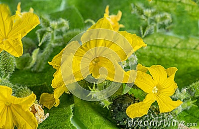 Young flowering cucumber plant with yellow flowers Stock Photo