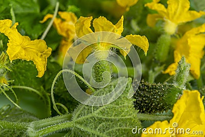 Young flowering cucumber plant with yellow flowers Stock Photo