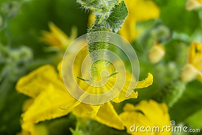 Young flowering cucumber plant with yellow flowers Stock Photo