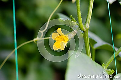 Young flowering cucumbers on a branch in a greenhouse. Plant with yellow flowers. Juicy fresh cucumber close-up macro on a Stock Photo
