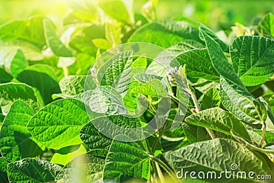 Young flowering soybean plants during the period of active growth grow in the field Stock Photo
