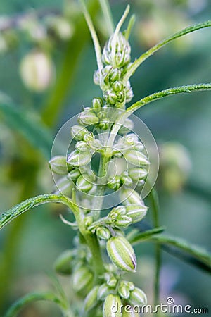 young flowers, buds and shoots of wild cannabis Stock Photo