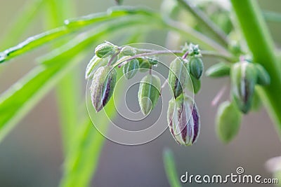 young flowers, buds and shoots of wild cannabis Stock Photo