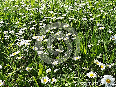 Daisy in the grass Stock Photo