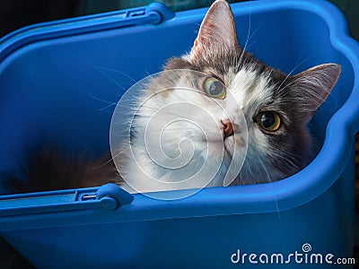 A young fluffy tortoiseshell cat climbed into a bucket for cleaning floors Stock Photo