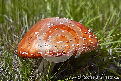 Young fly agaric fruit body Stock Photo