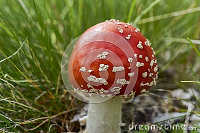 Young fly agaric fruit body Stock Photo