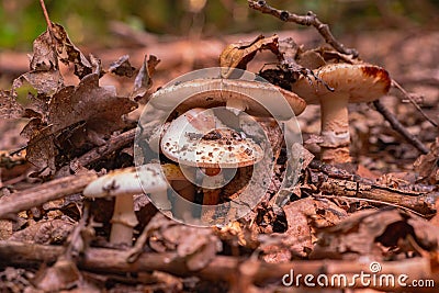 A young fly agaric grows in the leu among fallen leaves and branches Stock Photo