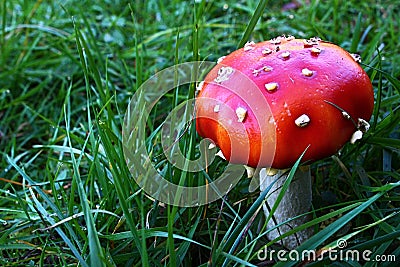 Young Fly Amanita mushroom, also called Fly Agaric, latin name Amanita Muscaria, typically red with white spots or scales Stock Photo