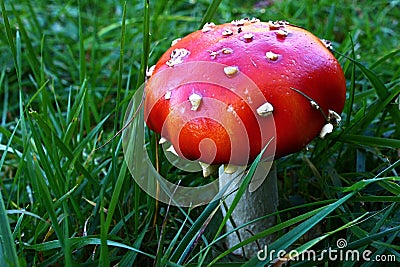 Young Fly Amanita mushroom, also called Fly Agaric, latin name Amanita Muscaria, typically red with white spots or scales Stock Photo