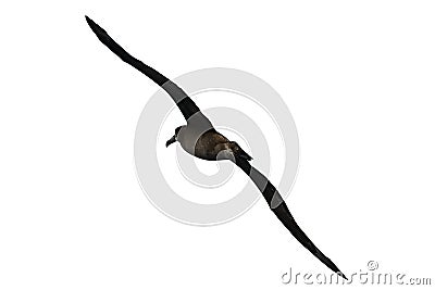 Young flying albatross isolated on white background. Stock Photo