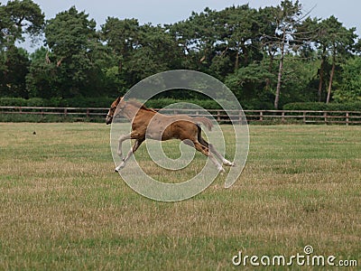 Running Foal Stock Photo