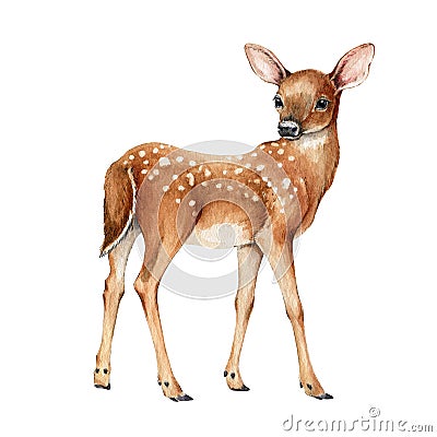 Young forest deer. Beautiful fawn image. Watercolor bambi illustration. Wild young deer animal with white back spots Cartoon Illustration