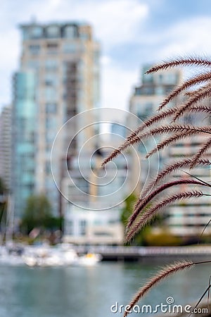 Young fountain grass Pennisetum Setaceum Stock Photo