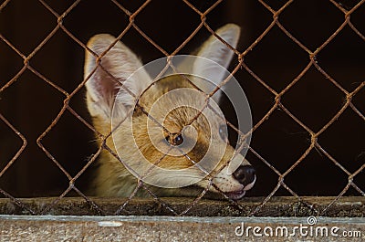 Young fox in a cage Stock Photo