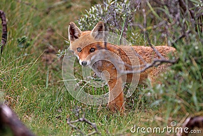 Fox Cub Stock Photo