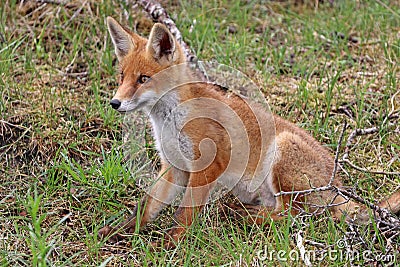 Fox kit on Amsterdamse Waterleidingduinen Stock Photo