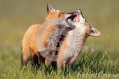 Young Fox at Play Stock Photo