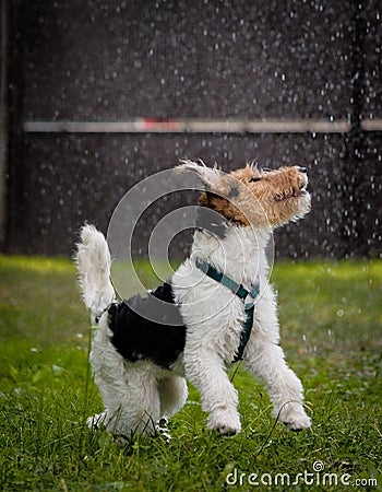 Fox Terrier playing in rain Stock Photo