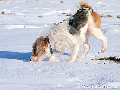 Young fox terrier sniffing Stock Photo