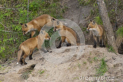 Young Foxes Stock Photo