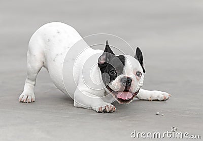 Young French Bulldog dog Stock Photo