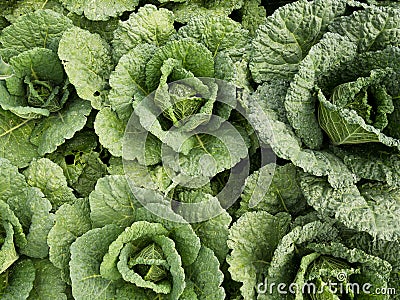 Young Fresh Cabbages Growing Stock Photo