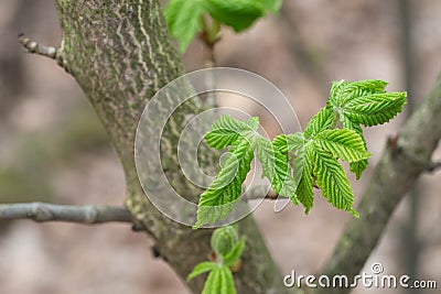 Young fresh chestnut leaves on twig macro Stock Photo