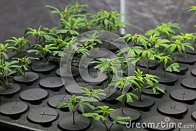 Young fresh cut cannabis clones Stock Photo
