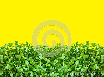 Young fresh green sprouts of potted water cress on sunny yellow background. Microgreens gardening healthy plant based diet Stock Photo