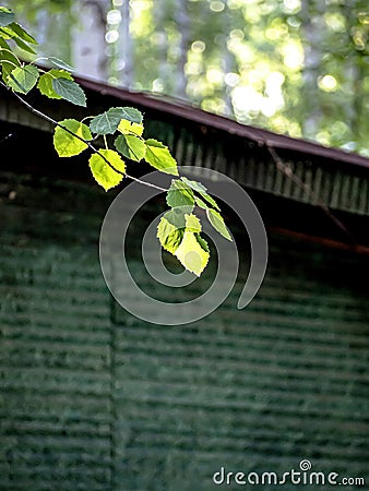 young green fresh leaves on aspen branches Stock Photo