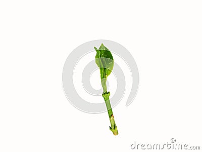 Young fresh leaves of gardenia Stock Photo