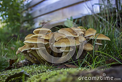 Young fresh mushrooms - honey agarics in the grass. Stock Photo