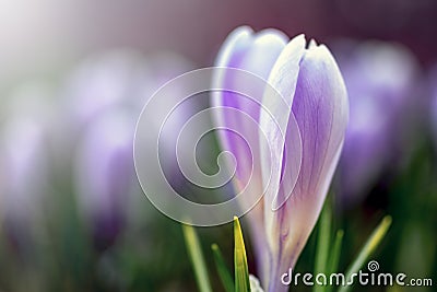 Young fresh shoot flower with unopened bud, soft focus, gentle light. Violet flowers of crocuses in fog, dreamy romantic of spring Stock Photo