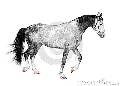 Young frisky stallion gray white color, horse standing on a white Stock Photo