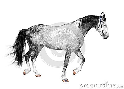 Young frisky stallion gray white color, horse standing on Stock Photo