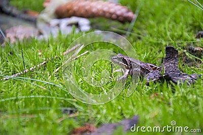 Young frog sitting in moss Stock Photo