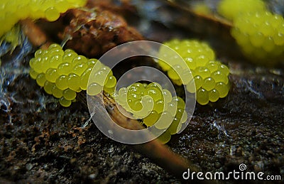 Young fruit bodies of a Physarum slime mold Stock Photo