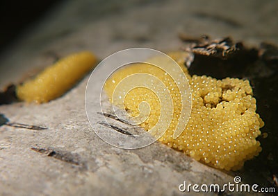 Young fruit bodies of a Physarum slime mold Stock Photo