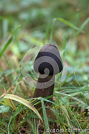 Young fruit body of a pluteus mushroom Stock Photo