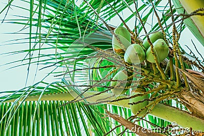 Young fruits of coconut on palm Stock Photo