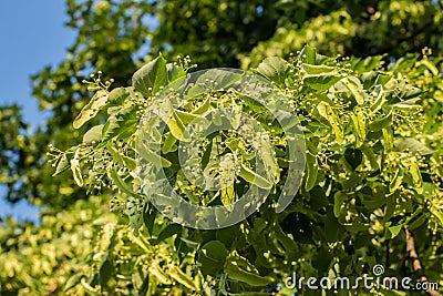 Young fruits of Tilia tree Stock Photo