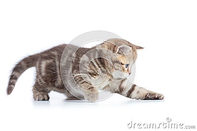 Young funny cat catching something isolated Stock Photo