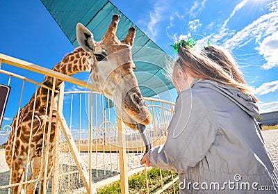 Young funny giraffe and beautiful little girl at the zoo Stock Photo